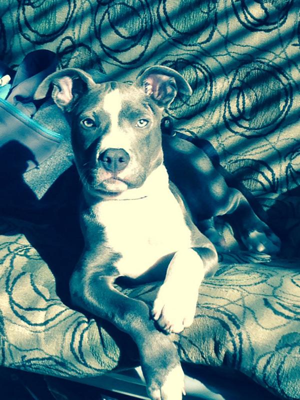 StevenLos4's tweet photo. My new #puppy http://t.co/hB6jXaJUhV