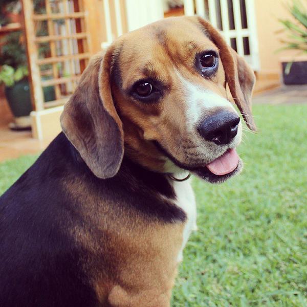 QueenPippa's tweet photo. Buenos días! Feliz domingo!😄😄😄 Good morning! Happy Sunday! ~Frankie~
#queenpippa #Frankie #sunday #domingo #week... http://t.co/vfAom69p0F