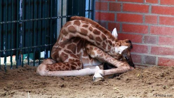 lenzi_21's tweet photo. @kimbarr80 and just pass onto camp this is how a giraffe sleeps!!! Buckled!! 😂 http://t.co/LJ7lCtWu55