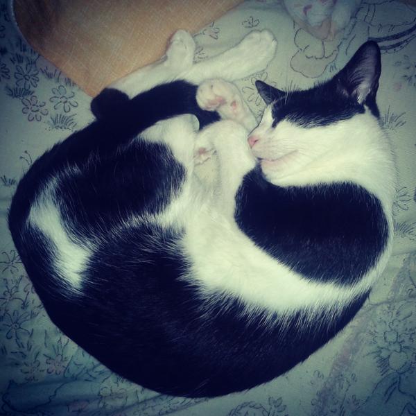 noslirios's tweet photo. Enquanto isso a Mimo dorme haha @renatagrisa @kakasoaress :D :D! #mimobaby http://t.co/eLkdL8bwF7