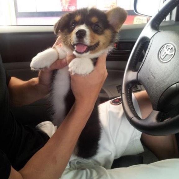 duhhhlaynee's tweet photo. I want this puppy sooooo bad๐ถ #someone #getitforme http://t.co/L8vx1oWle8