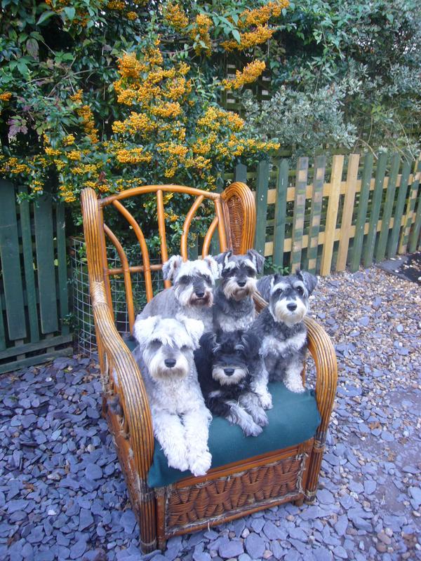 NotAPuppyFarm's tweet photo. My girl http://t.co/8G8i75AAud