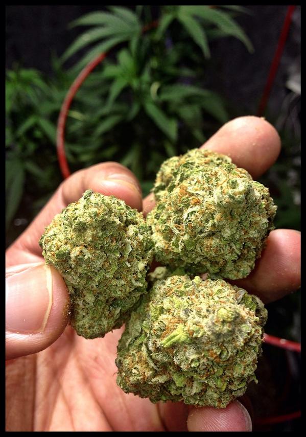 ThaREALMooch's tweet photo. #NWCoffee #Sativa #Tacoma #NaturesResourceCenter #253 #BestInTheNorthWest #MMJ #2TU http://t.co/ZZZ9unCI8q