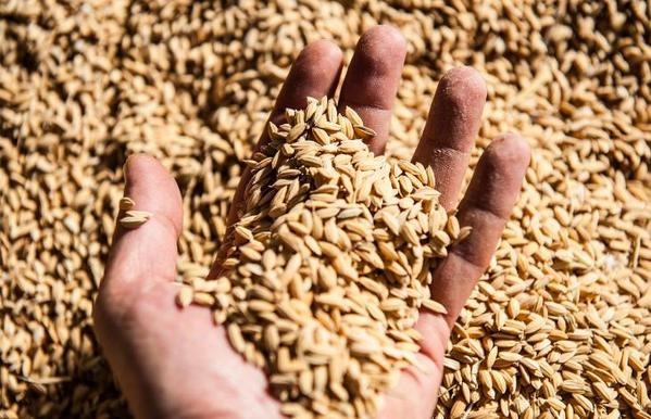 Bioeconomy, l’Italia è in pieno boom. Torneremo tutti agricoltori e sarà la nostra salvezza  linkiesta.it/crescita-agric…