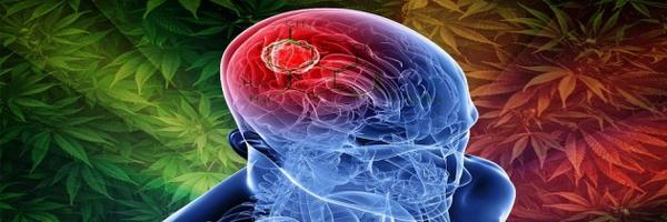 Ganja Bikin Paranoia? [FAQ] legalisasiganja.com/ganja-bikin-pa… #InfoLGN