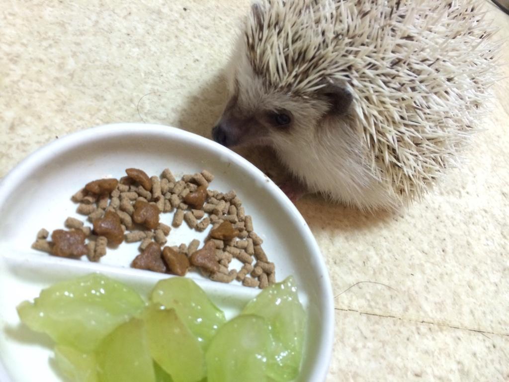 はりねずみはりちゃん 高級マスカットをいただいたので はりちゃんにもあげました 翌日お腹をこわして大変でしたが みなさんはどんなエサをあげていますか Http T Co 9qsrcnafth Twitter