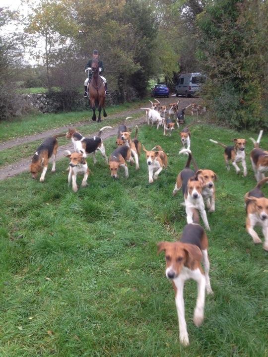 Teagasc1's tweet photo. #Stonehall #Harriers leave the kennels for their opening meet with huntsman Liam Murphy #foxhunting http://t.co/YyWKyxXwq2