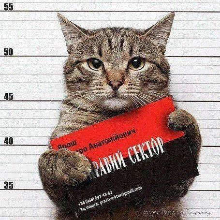 Ароматизатор с котом. Кот с табличкой мем. Котик держит табличку. Кот сделай громче. Кот сделай громче.