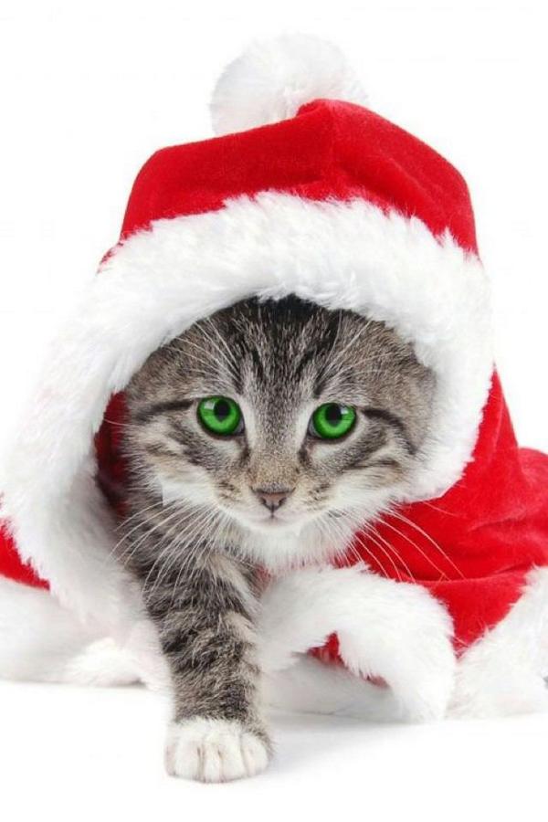 かわいい子猫 Guhetesijec Twitter