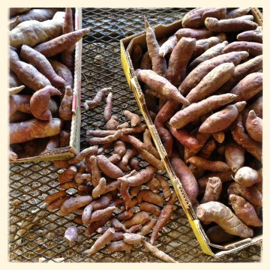 MotherEarthNews's tweet image. Recipe for purple, fingerling sweet potato salad - trib.al/cinVdxY.