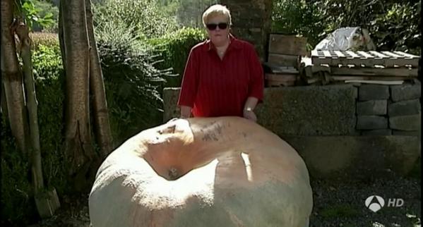 A3Noticias's tweet photo. Una gallega cultiva calabazas de media tonelada en su huerto [VÍDEO] http://t.co/bLht8i3mD3 http://t.co/IGhGPoXsWG