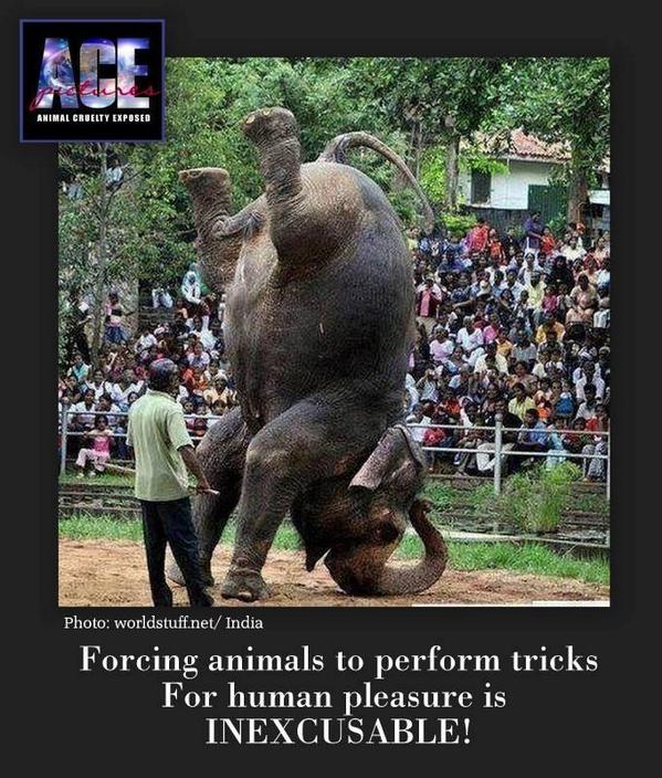 слон стоящий на голове. слон в цирке. тяжелый слон. интересные факты о млекопитающих. слон стоящий на голове.