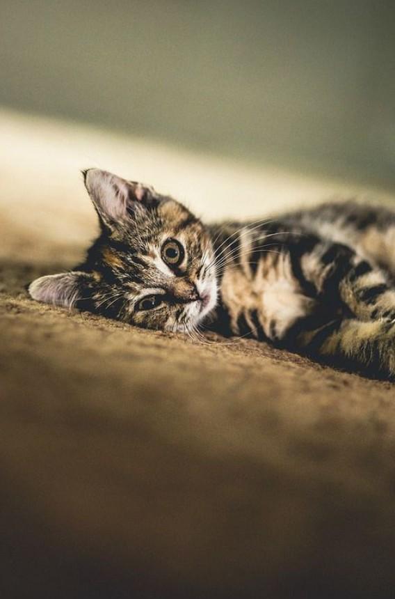 Catscinating's tweet photo. Female cats are typically right paw dominant and males are typically left pawed #catscinating #cats #AnimalLove http://t.co/uINSmkVnYF