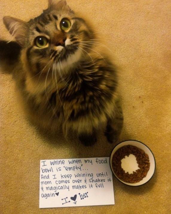 Catscinating's tweet photo. #catscinating #catshaming #Adopt http://t.co/J4Ghfw4m4K
