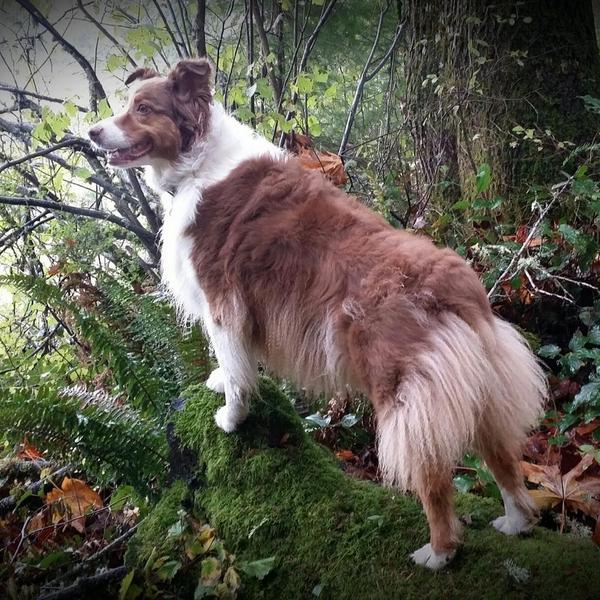 TheLakePack's tweet photo. Watching the trees #dogs Love our baby girl. http://t.co/GMu8lPPkjR