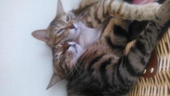 すごい雷！！(゜ロ゜ノ)ノにゃん達がビックリしてる http://t.co/6RctZLrG85