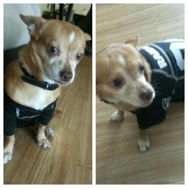 tvierra83's tweet photo. Dressing my Lil Neo in a Raiders outfit. http://t.co/bKXx1pJpss