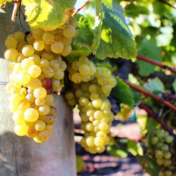 senseswines's tweet photo. Wishing a beautiful #Sunday morning from our Senses family {Chris, Max, Myles, Lexi &amp; Kelsey} to each &amp; everyone ... http://t.co/vF8sjApN5X