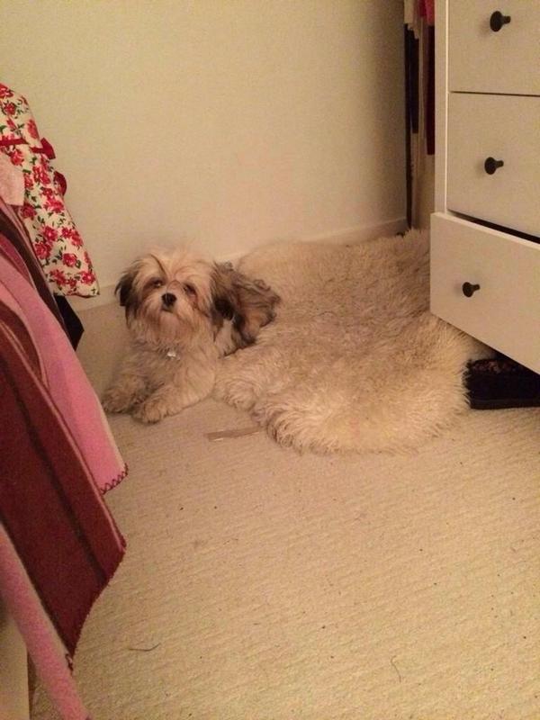 brownblndefacts's tweet photo. Someone help my dog is melting http://t.co/RZkecG5iJT