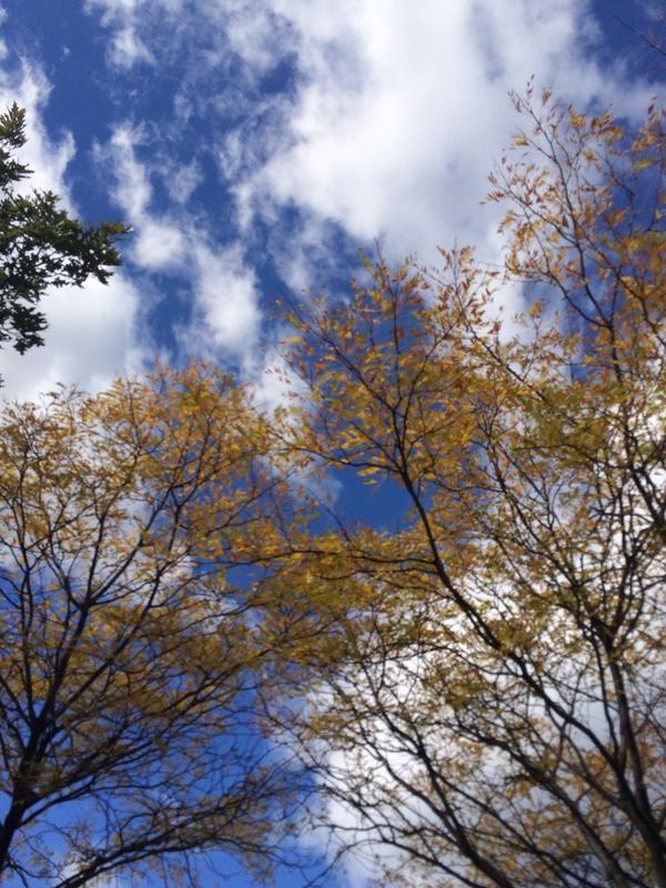 kate_ivanov_'s tweet image. Fall