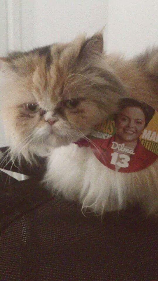 NMfortal's tweet image. Eu Vim Da Percia, mas me preocupo com o Brasil. Por isso voto Dilma 13 ✌✌ #DilmaNovamente