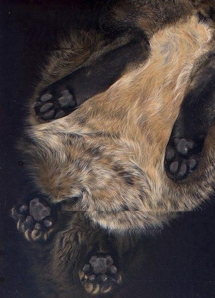 лапка котика. кошачья лапа вид снизу. скан кошки. скан кошки. отсканированный кот.