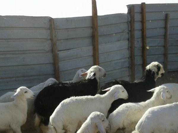 taageerr's tweet photo. للبيع الموقع السلي http://t.co/1WpzCZdMvh