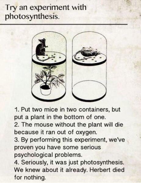 karenmcgrane's tweet photo. Try an experiment with photosynthesis. http://t.co/G4JfhxfKNT