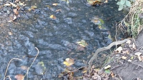 muddyrunevent tweet picture