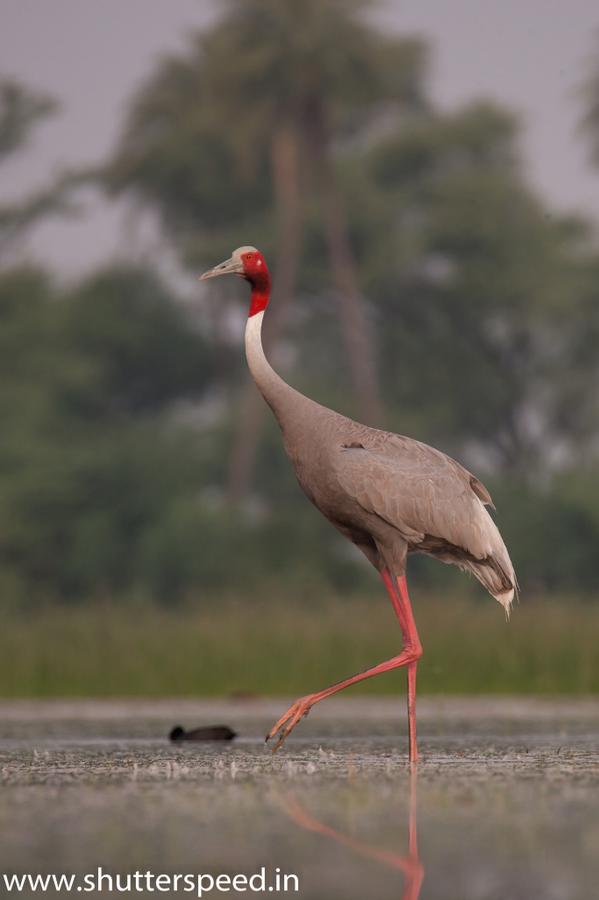 BirdinginIndia's tweet photo. Sarus crane : A tall bird from India. #birding #indiabirding #udaipur http://t.co/pSWr6xP8e8