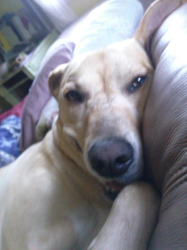 baileyisloved's tweet image. My Lab Bailey need Emergency Surgery
A.S.A.P. I am Need donations to pay the medical bills go to my bio for more info