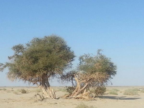 ka65997742's tweet photo. سرحة خشمان .من معالم الخرمه بنيت حولها البيوت المروبعه ورتعت حولها اﻻبل وتحكي تاريخ اجتماع الرجال على الطيب والكرم http://t.co/2PkdnXFL6X”