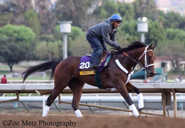 1st_racing's tweet image. Unbridled Forever galloping #BCDistaff #BC14