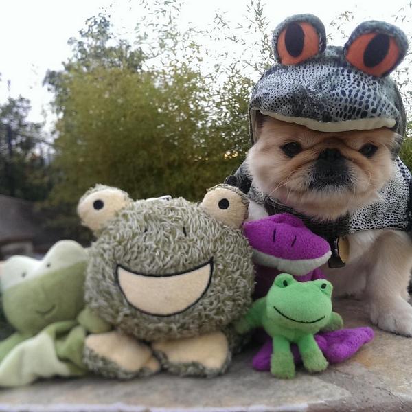 FreddiesFinds's tweet photo. Day 25 a kwote from me idol kermit the frog wif goot fwends, yoo cantz lose. http://t.co/0e6S7FigYe