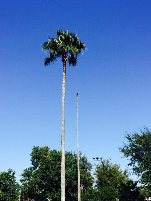 "I sometimes feel like that palm tree." ~ @mistergiuntoli