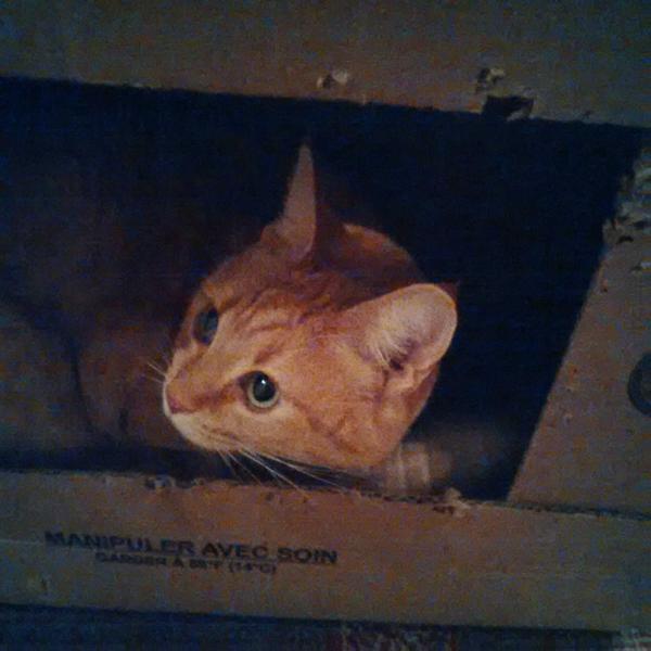 Practicing my floating cat head in a box illusion for trick or treaters on Halloween. Chloe #catboxsunday #cat