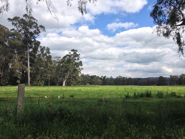 Haining Farm at Yellingbo - Green Army habitat reveg opportunity? <a href="/hehohoneyeater/">Helmeted Honeyeater</a> <a href="/LeadbeatersPoss/">Friends of Leadbeater’s Possum Inc. 🌳</a> <a href="/ParksVictoria/">Parks Victoria</a>