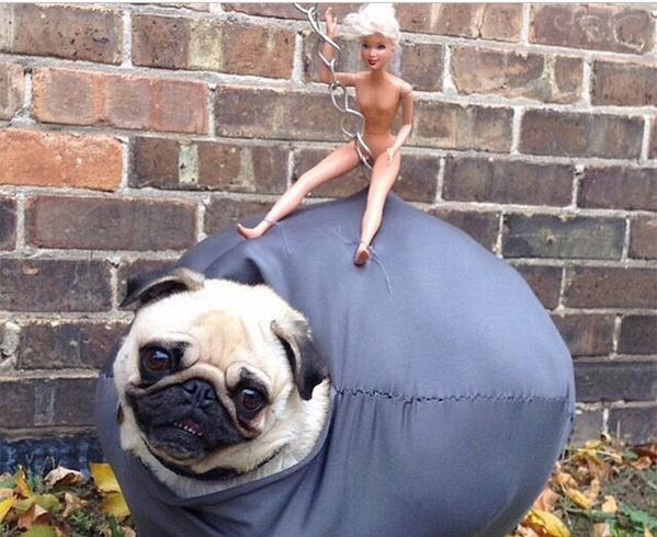 TheGayla's tweet photo. Retweet for my cute pug Butterballs, Fav for Barbie!
#lovemypug #maybemorebutter http://t.co/eRazmqrN7t