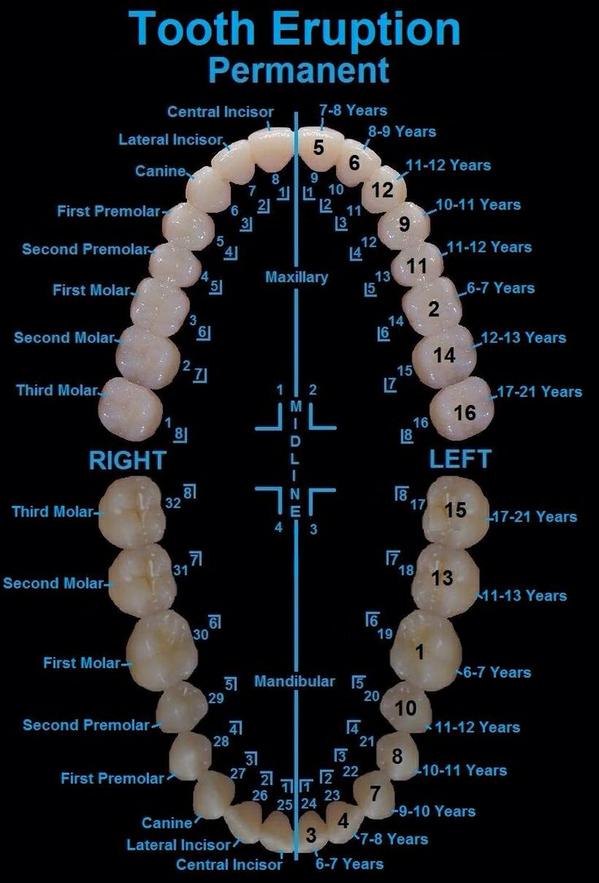 teeth chart dentist teeth chart dentist