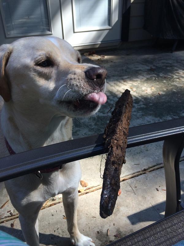 Slober Sundays with <a href="/CharlieDog17/">Sir Charles</a> , were missing our monkey <a href="/mackenzie_mont/">Mackenzie Monteiro</a>