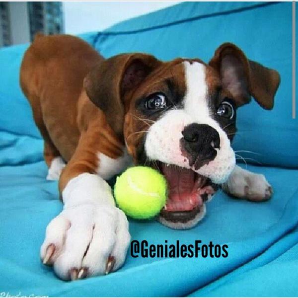 OraYReflexiona's tweet photo. ¿Jugamos? RT sí te parece tierno 😍 http://t.co/Ows4xiONEb