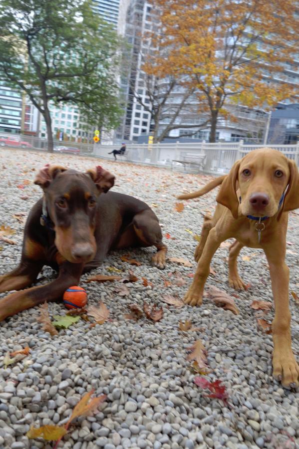 Matt_James_I's tweet photo. Afternoon walk @The_Hydrant - Duke hanging out with a young pup in Clarence Square Park #Toronto #HydrantCrew http://t.co/e6mTPmkdc5