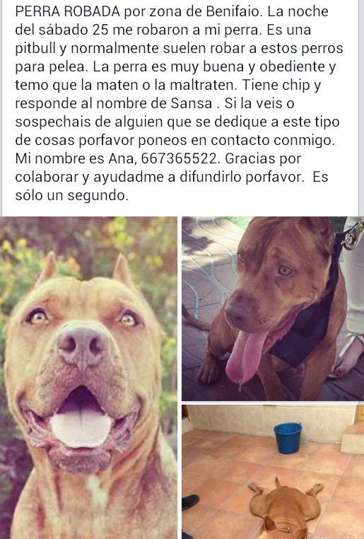 rosanamc_82's tweet photo. @PartidoPACMA @LASAnimal @asociacionAPAX @PlataformaNala @protectorasvpap @Ribercan RT por favor! Robada Benifaio,VLC http://t.co/kdbq6XiBLn
