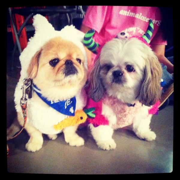 HWAC's tweet photo. HOPE Telethon behind the scenes is pretty darn cute... http://t.co/Qjnb1ntnTc