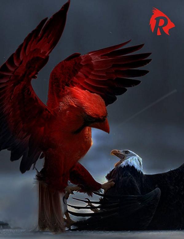 RedRiseAz's tweet image. Let's go CARDINALS! #AZCardinals #cardinalnation #Cardinals #AZvsPHI #RedbirdFootball #birdgang #angrybirds #redbird