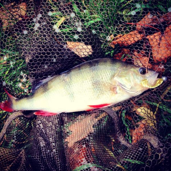 Chris Moose Randell tweet media