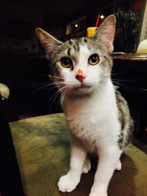 mikebryENT's tweet image. Yum yum says the frosting kitty.