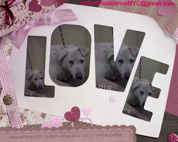 UrgentPart2's tweet photo. #SavePRINCESS 10YR #Dog 2Die 10/27 @NYCACC #Hero #Adopt OR #Foster from #Rescue #Love NHONLY
https://t.co/4NpF0ON5XF http://t.co/NL3hwG9lxO