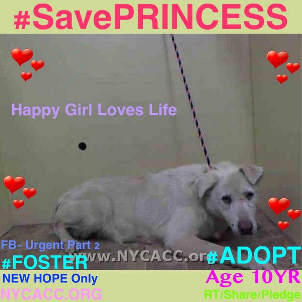 UrgentPart2's tweet photo. #SavePRINCESS 10YR #Dog 2Die 10/27 @NYCACC #Hero #Adopt OR #Foster from #Rescue #Love NHONLY
https://t.co/4NpF0ON5XF http://t.co/NL3hwG9lxO