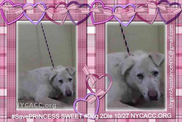 UrgentPart2's tweet photo. #SavePRINCESS 10YR #Dog 2Die 10/27 @NYCACC #Hero #Adopt OR #Foster from #Rescue #Love NHONLY
https://t.co/4NpF0ON5XF http://t.co/NL3hwG9lxO